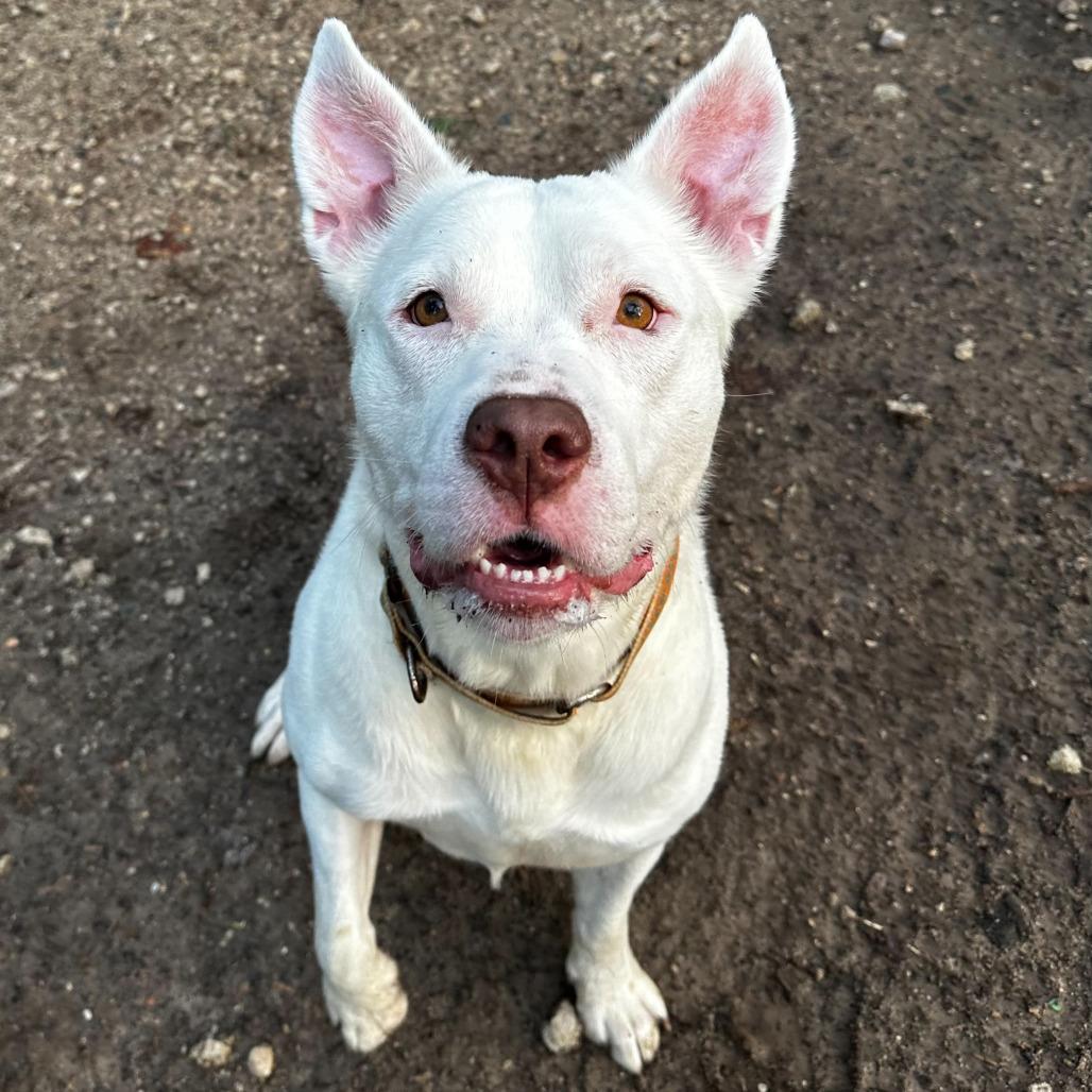 Petey, Adoptable, Adult Male American Staffordshire Terrier & Mixed Breed.