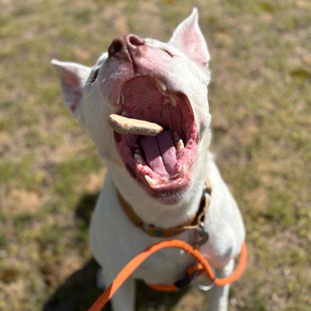 Enlarge Petey, a Adoptable mixed breed in Grand Rapids, MI image 2/6