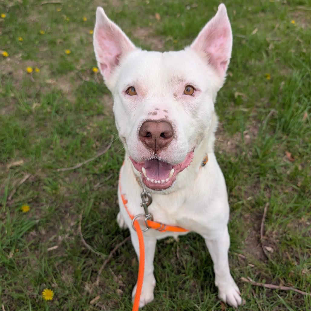 Enlarge Petey, a Adoptable mixed breed in Grand Rapids, MI image 3/6