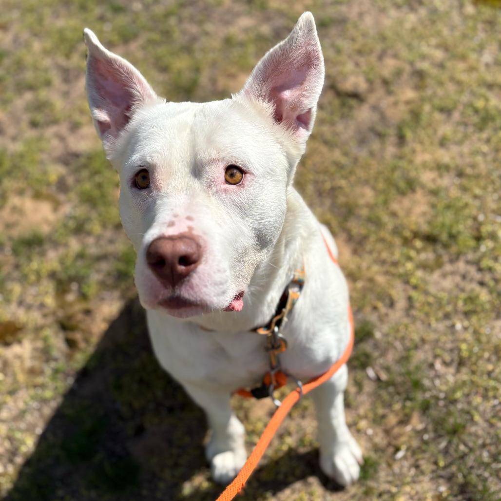 Enlarge Petey, a Adoptable mixed breed in Grand Rapids, MI image 4/6