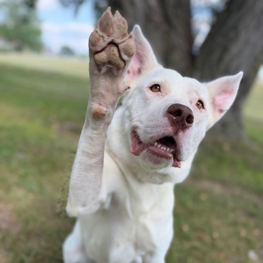 Enlarge Petey, a Adoptable mixed breed in Grand Rapids, MI image 5/6