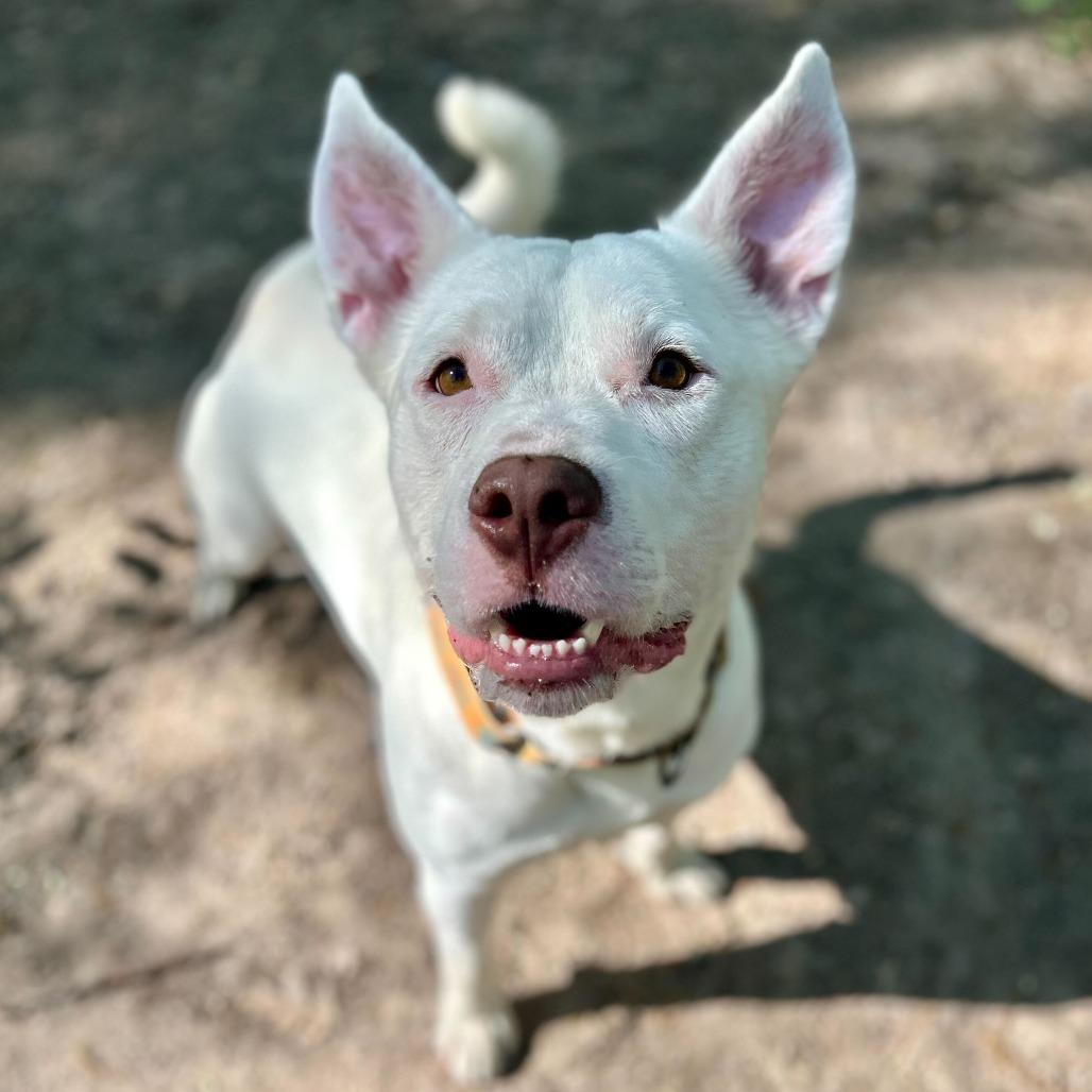 Enlarge Petey, a Adoptable mixed breed in Grand Rapids, MI image 6/6