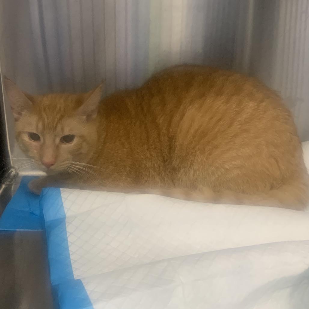 Larry, Adoptable, Young Male Domestic Short Hair.