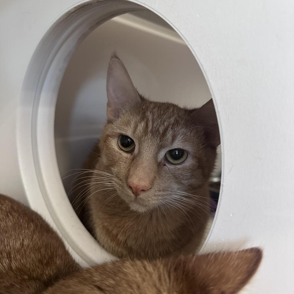 Enlarge Larry, a Adoptable Domestic Short Hair in Greensboro, NC image 2/2