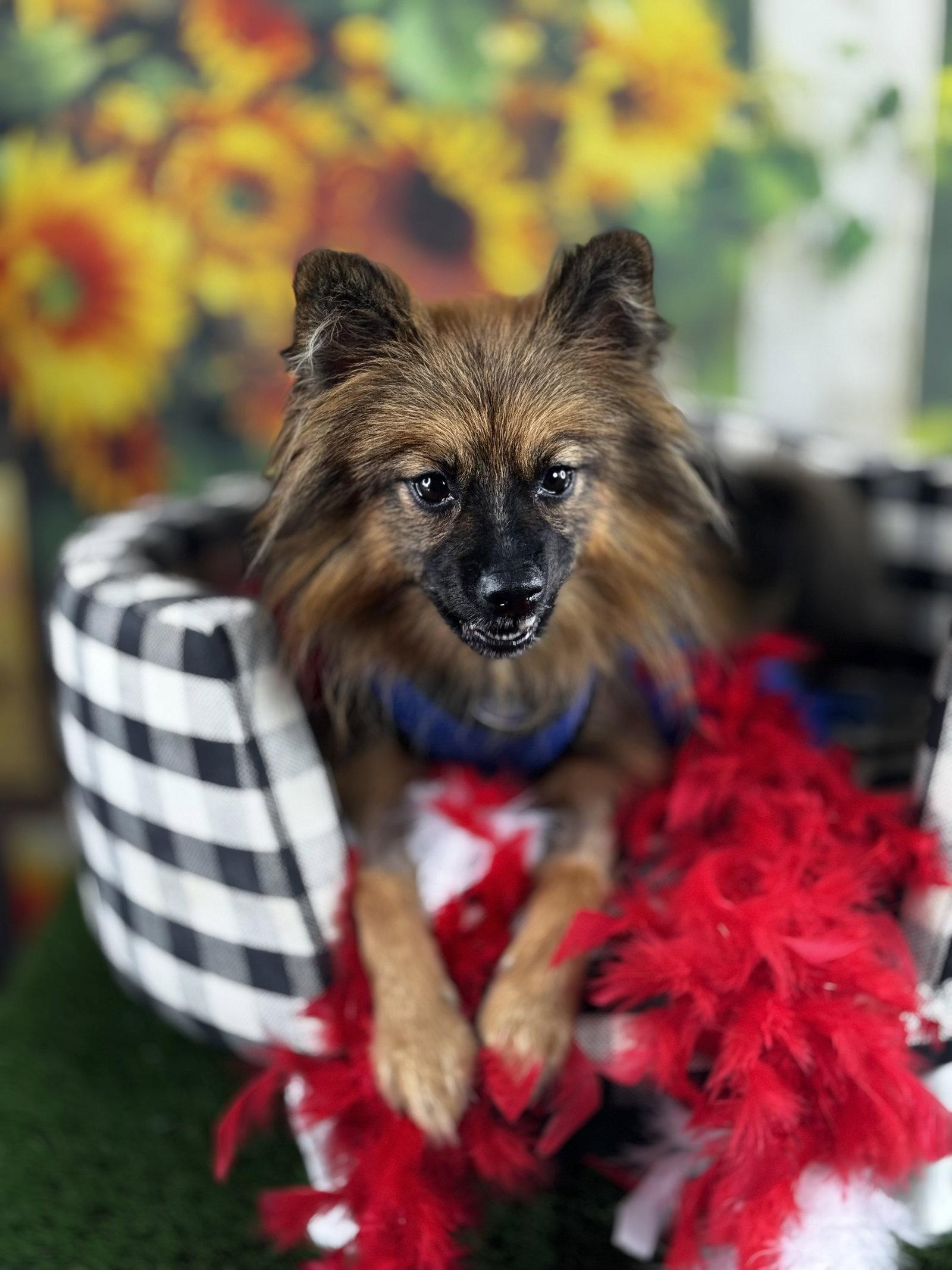 Crispin, Adoptable, Adult Male Pomeranian.