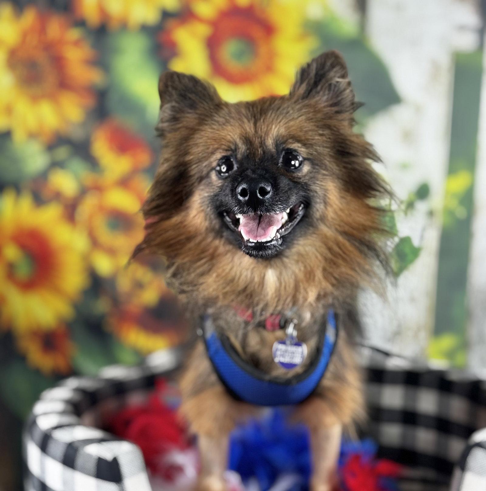 Crispin, a Adoptable Pomeranian in Garland, TX image 2/3