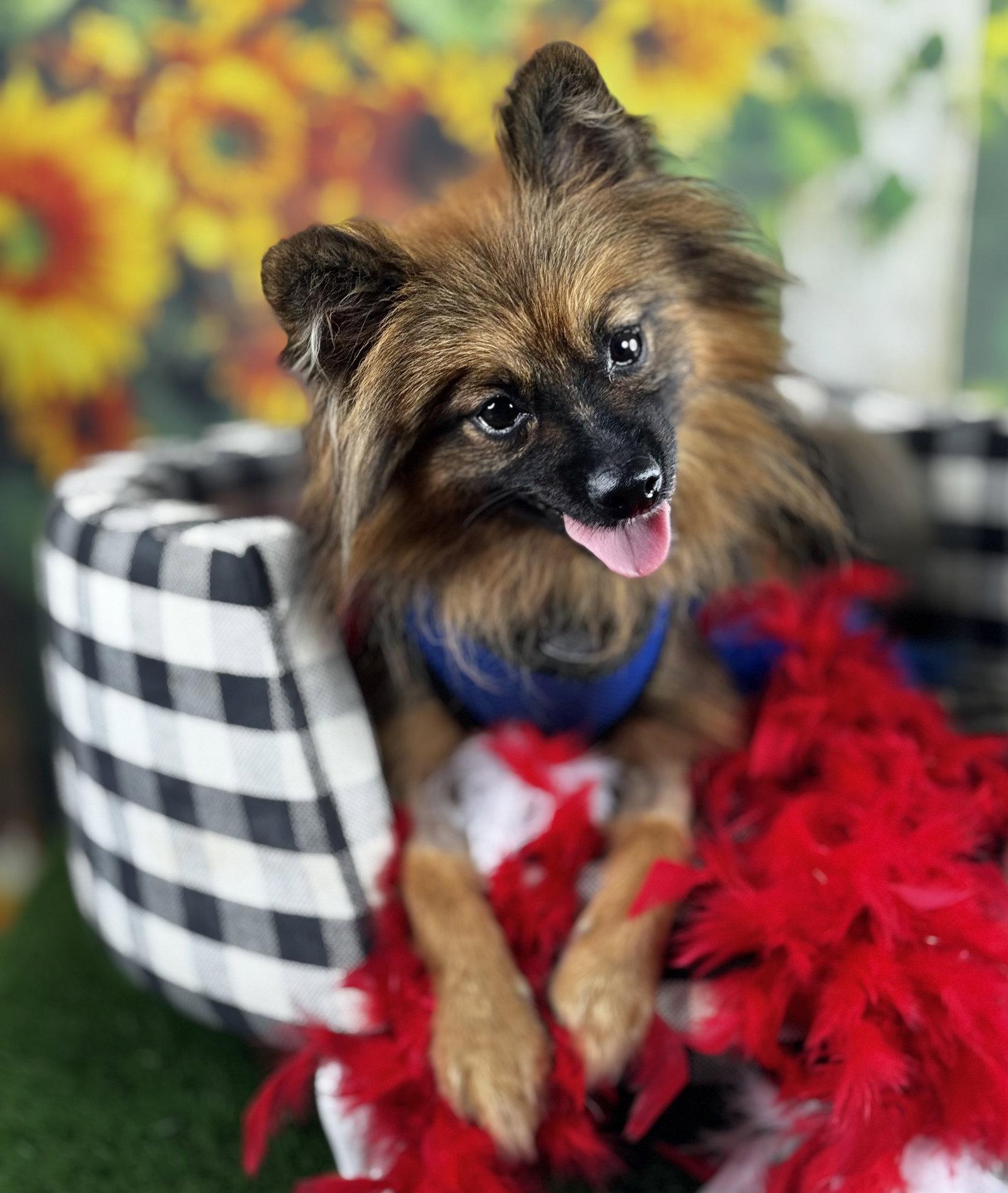 Crispin, a Adoptable Pomeranian in Garland, TX image 3/3