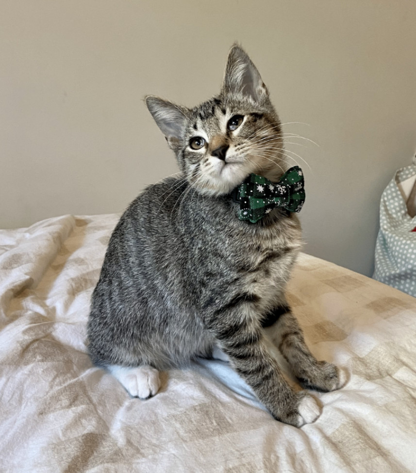 Two Sweet Boys, Adopted, Kitten Male Domestic Short Hair.