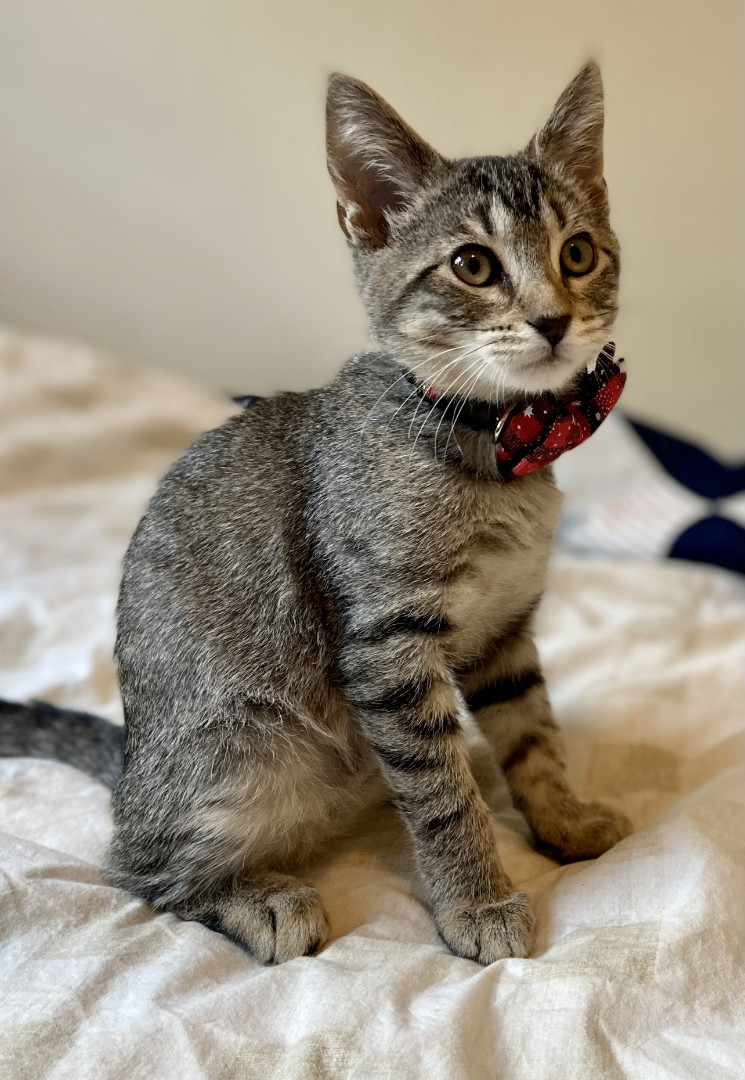 Enlarge Two Sweet Boys, a Adopted Domestic Short Hair in Torrance, CA image 2/3