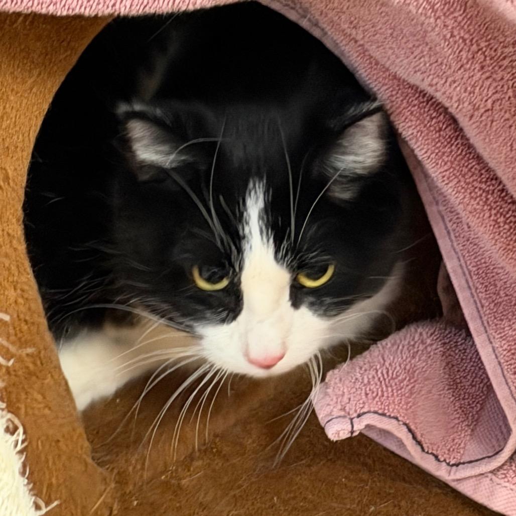 Tattiana, Adoptable, Adult Female Domestic Short Hair.