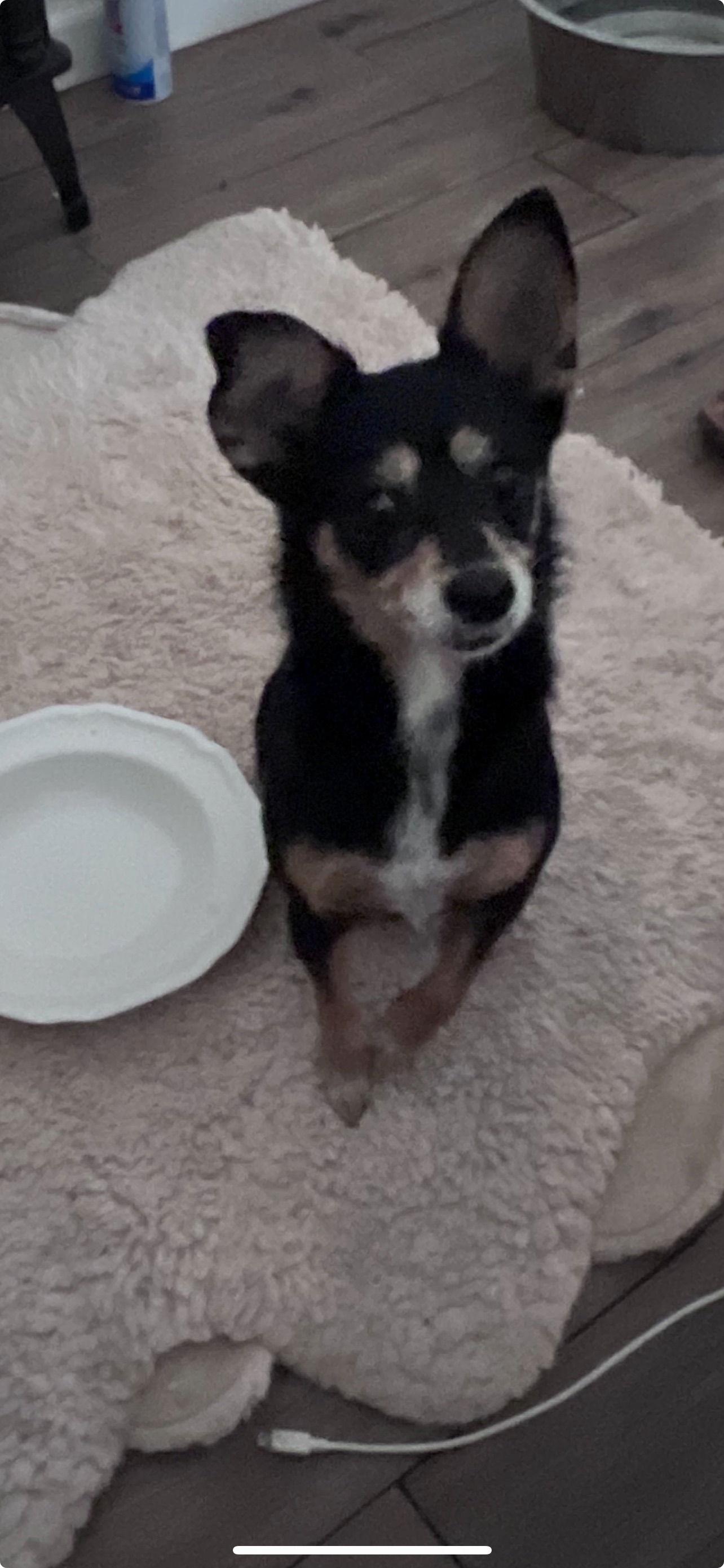 Tootsie, Adopted, Adult Female Chihuahua.