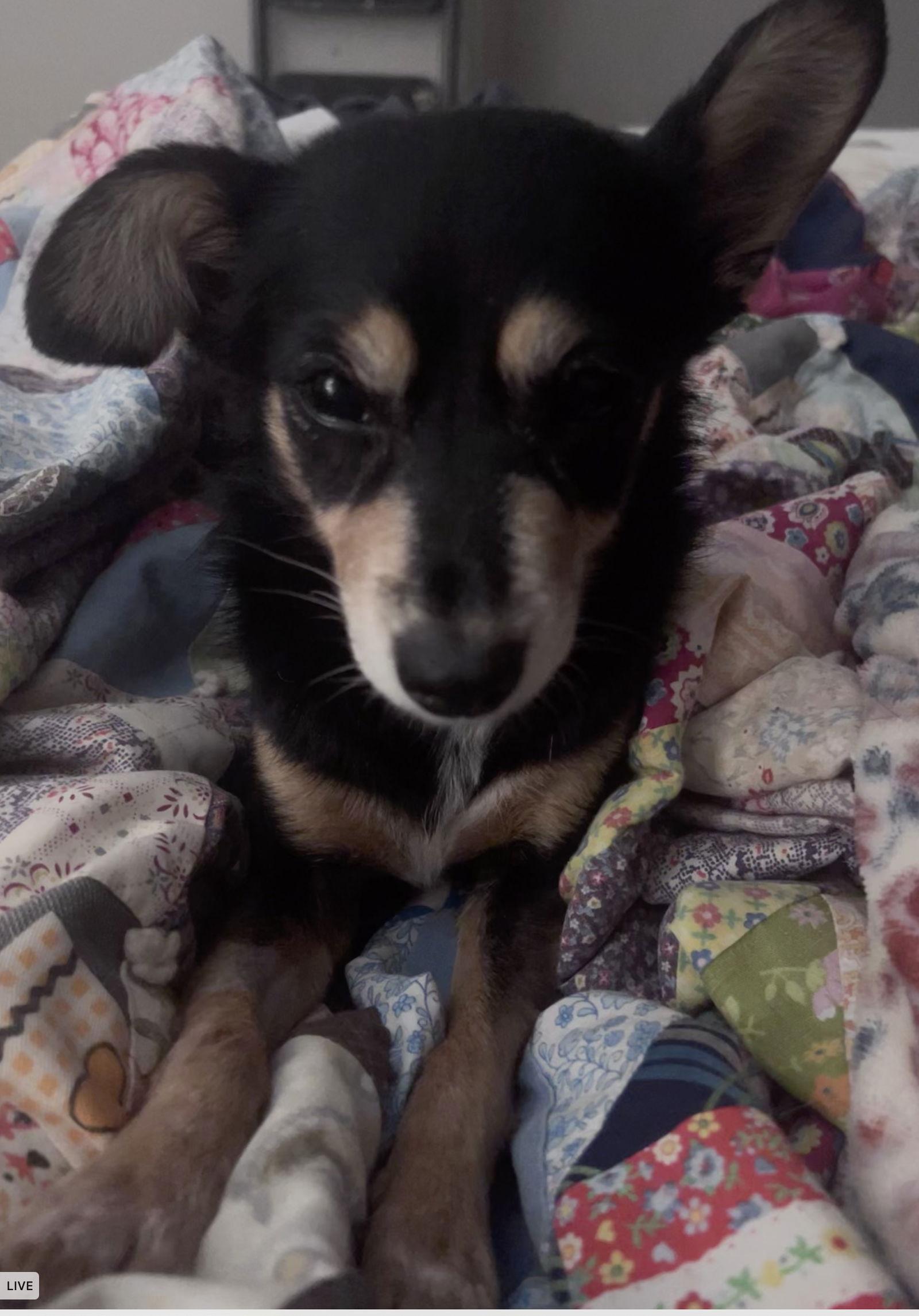 Enlarge Tootsie, a Adopted Chihuahua in Sparks, NV image 2/3