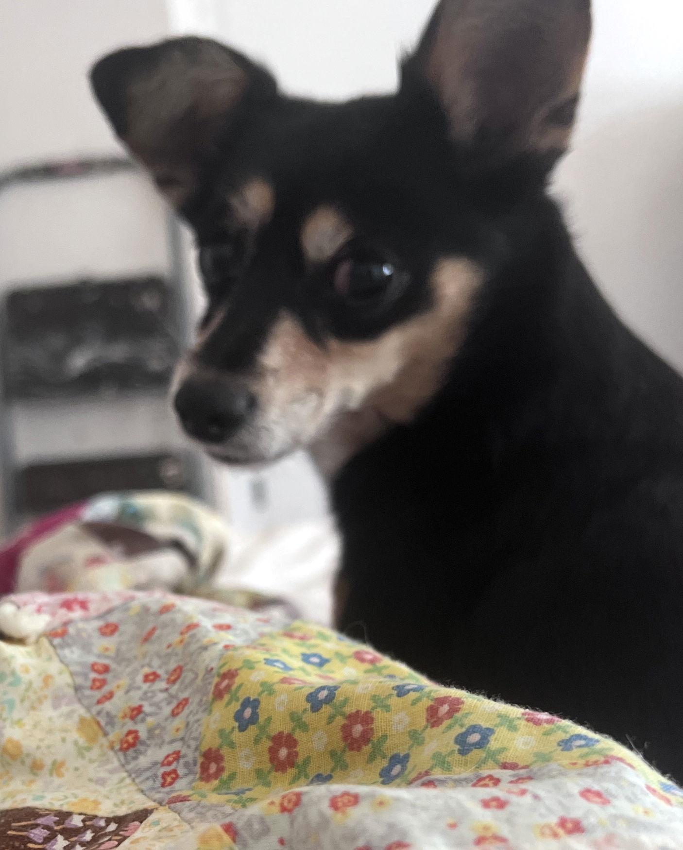 Enlarge Tootsie, a Adopted Chihuahua in Sparks, NV image 3/3