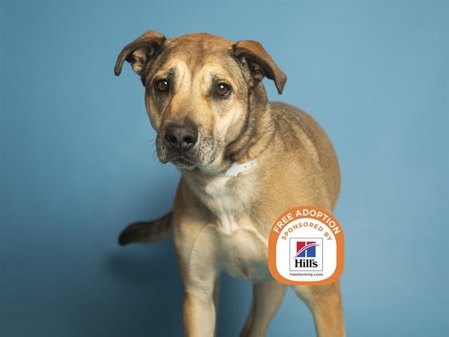 SHELLY, Adoptable, Adult Female Pit Bull Terrier & Mixed Breed.