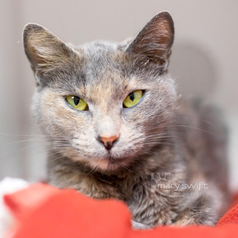 Myrtle, Adoptable, Adult Female Domestic Short Hair.