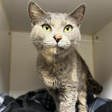 Enlarge Myrtle, a Adoptable Domestic Short Hair in Reisterstown, MD image 2/2