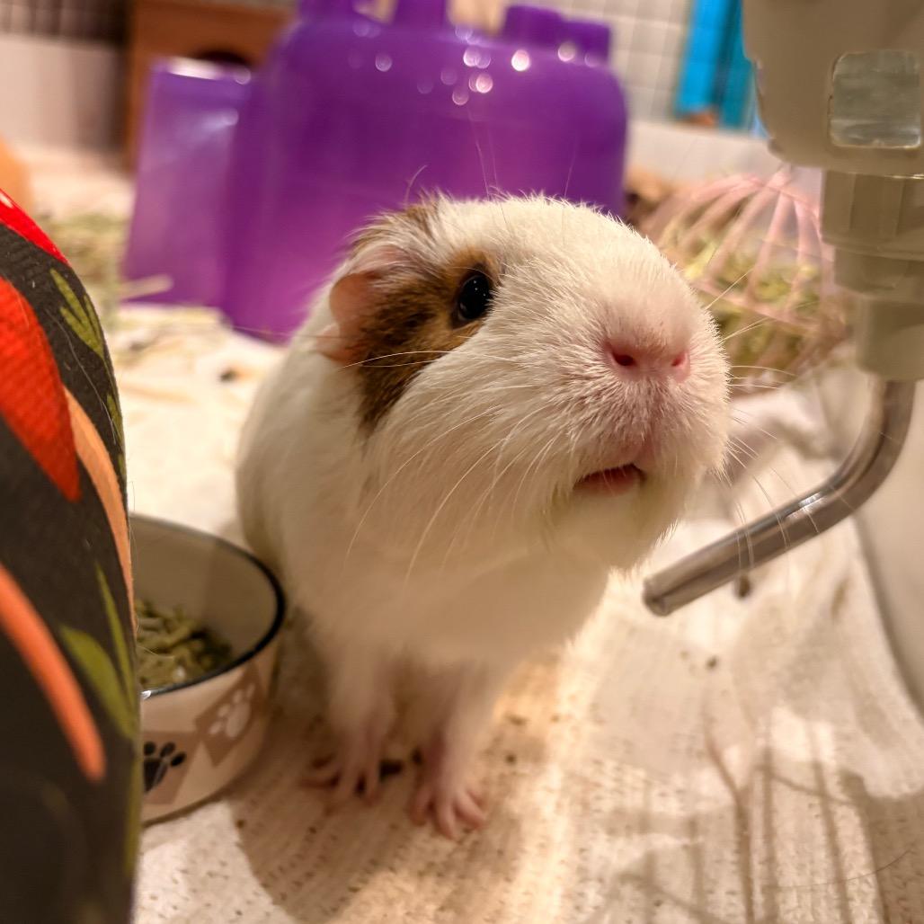 Emma, a Adoptable Guinea Pig in South Burlington, VT image 1/5