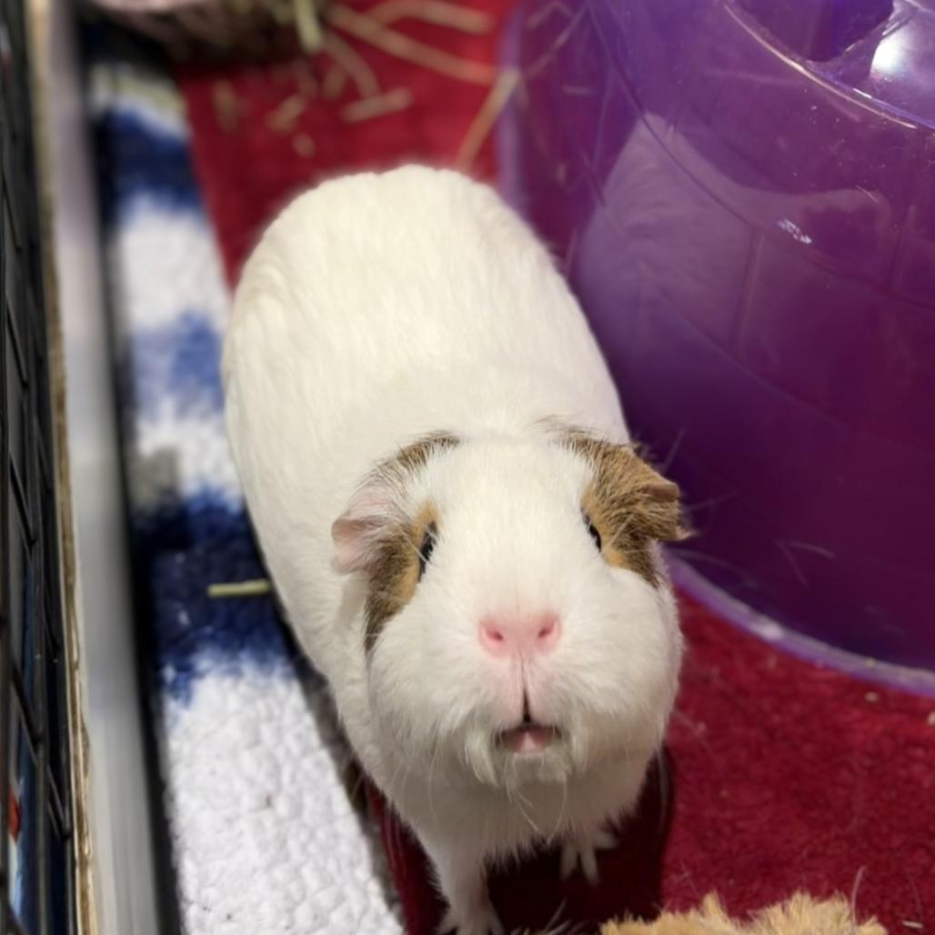 Enlarge Emma, a Adoptable Guinea Pig in South Burlington, VT image 1/6