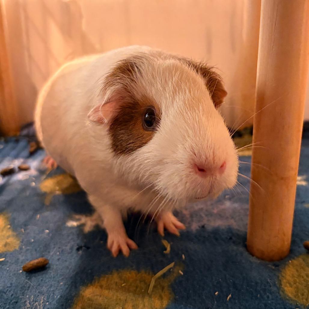 Enlarge Emma, a Adoptable Guinea Pig in South Burlington, VT image 1/5