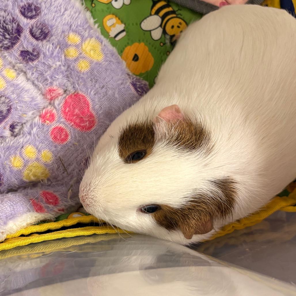 Enlarge Emma, a Adoptable Guinea Pig in South Burlington, VT image 2/5