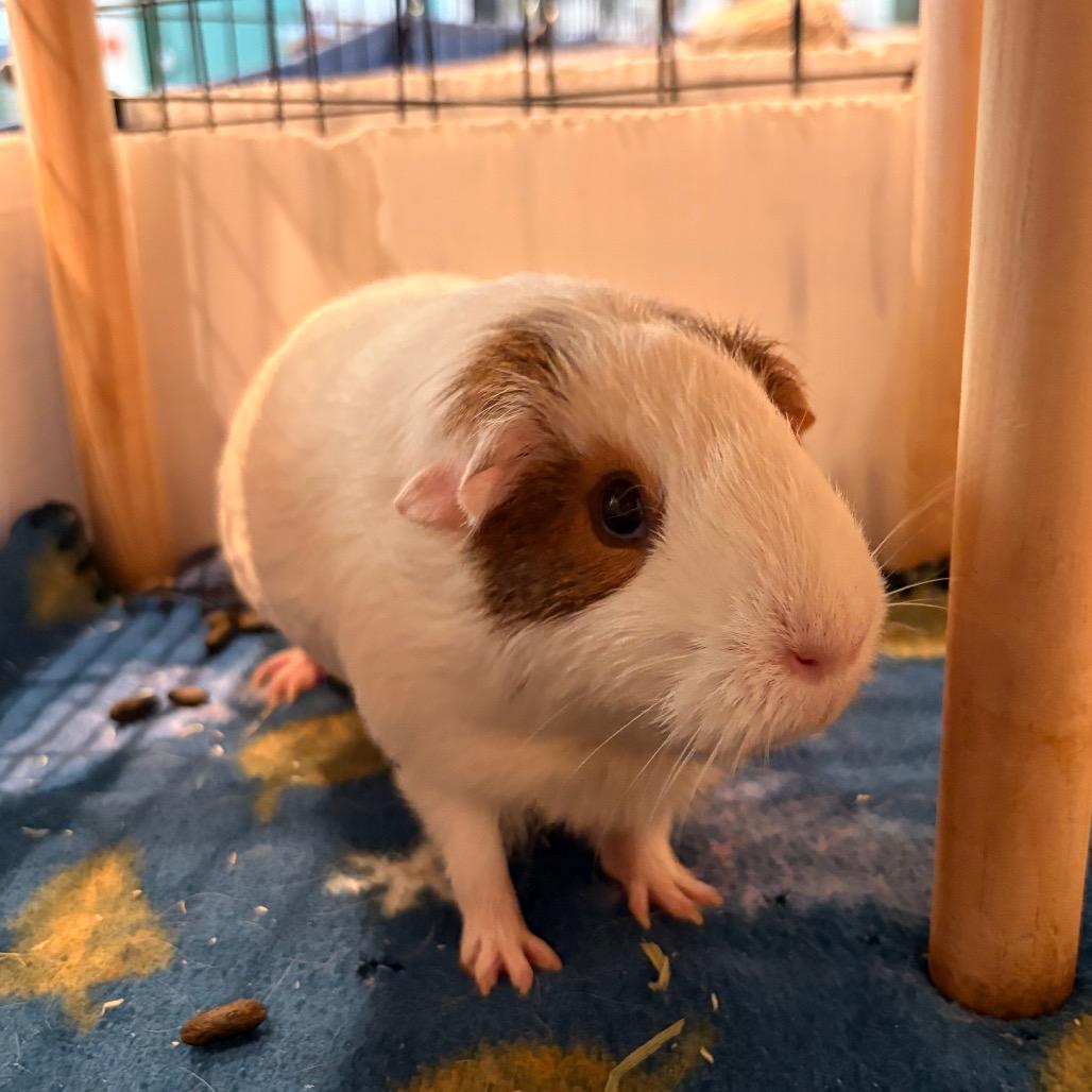 Enlarge Emma, a Adoptable Guinea Pig in South Burlington, VT image 3/5