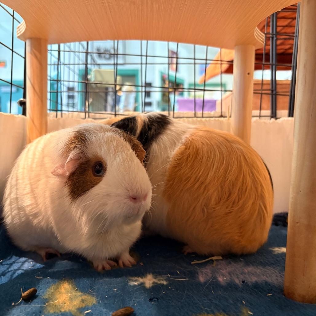 Enlarge Emma, a Adoptable Guinea Pig in South Burlington, VT image 5/5