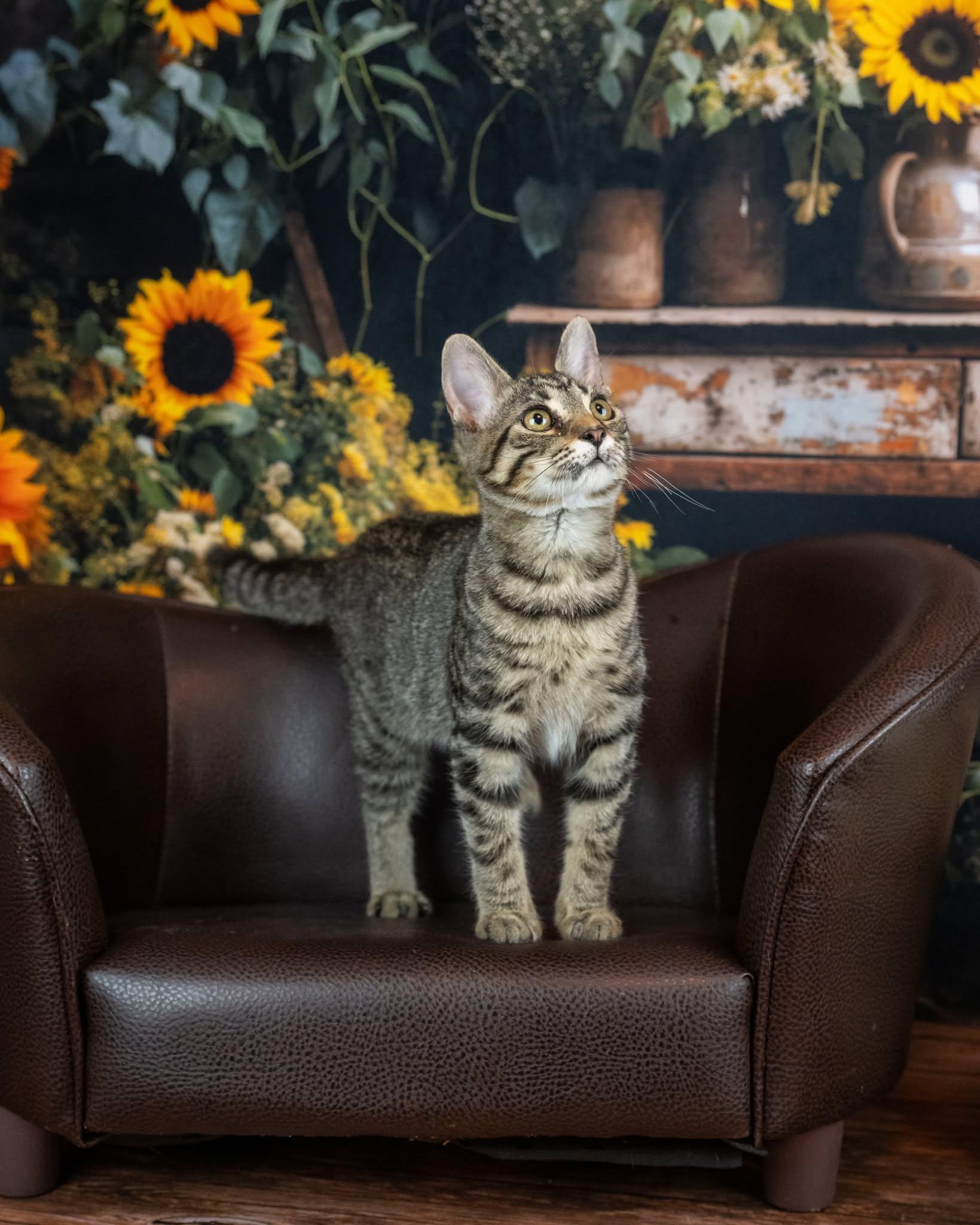 Enlarge Waffles, a Adoptable Domestic Short Hair in Lapeer, MI image 5/5