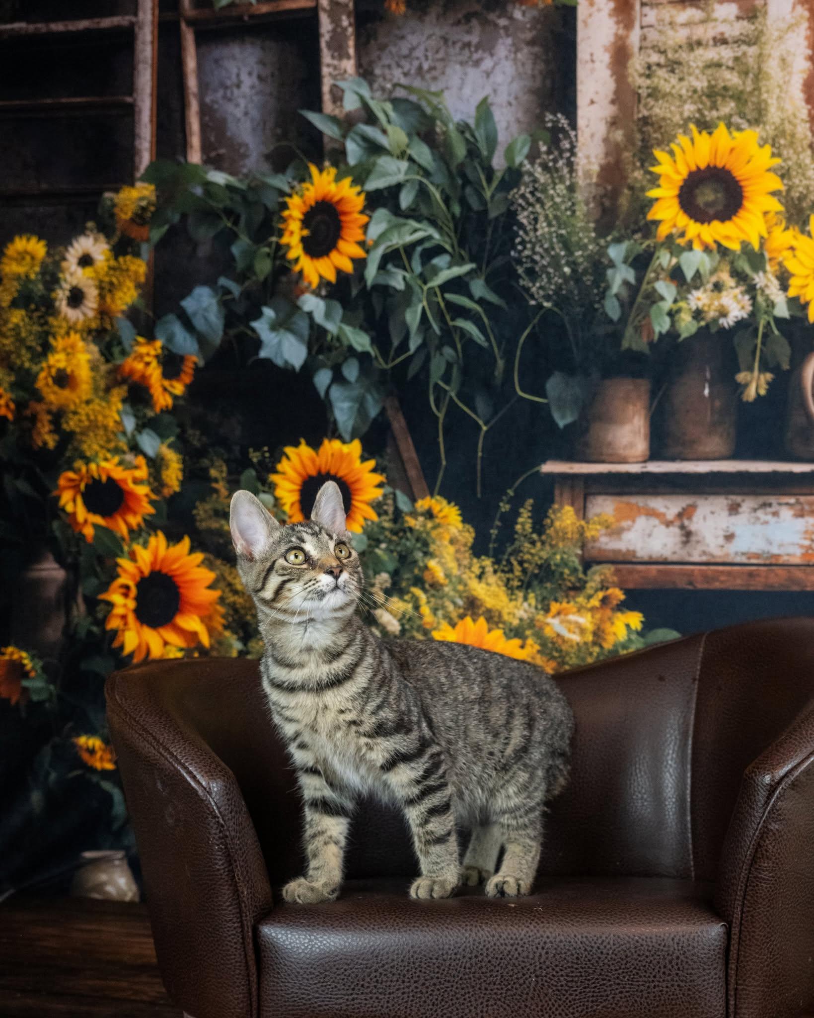 Enlarge Waffles, a Adoptable Domestic Short Hair in Lapeer, MI image 4/5