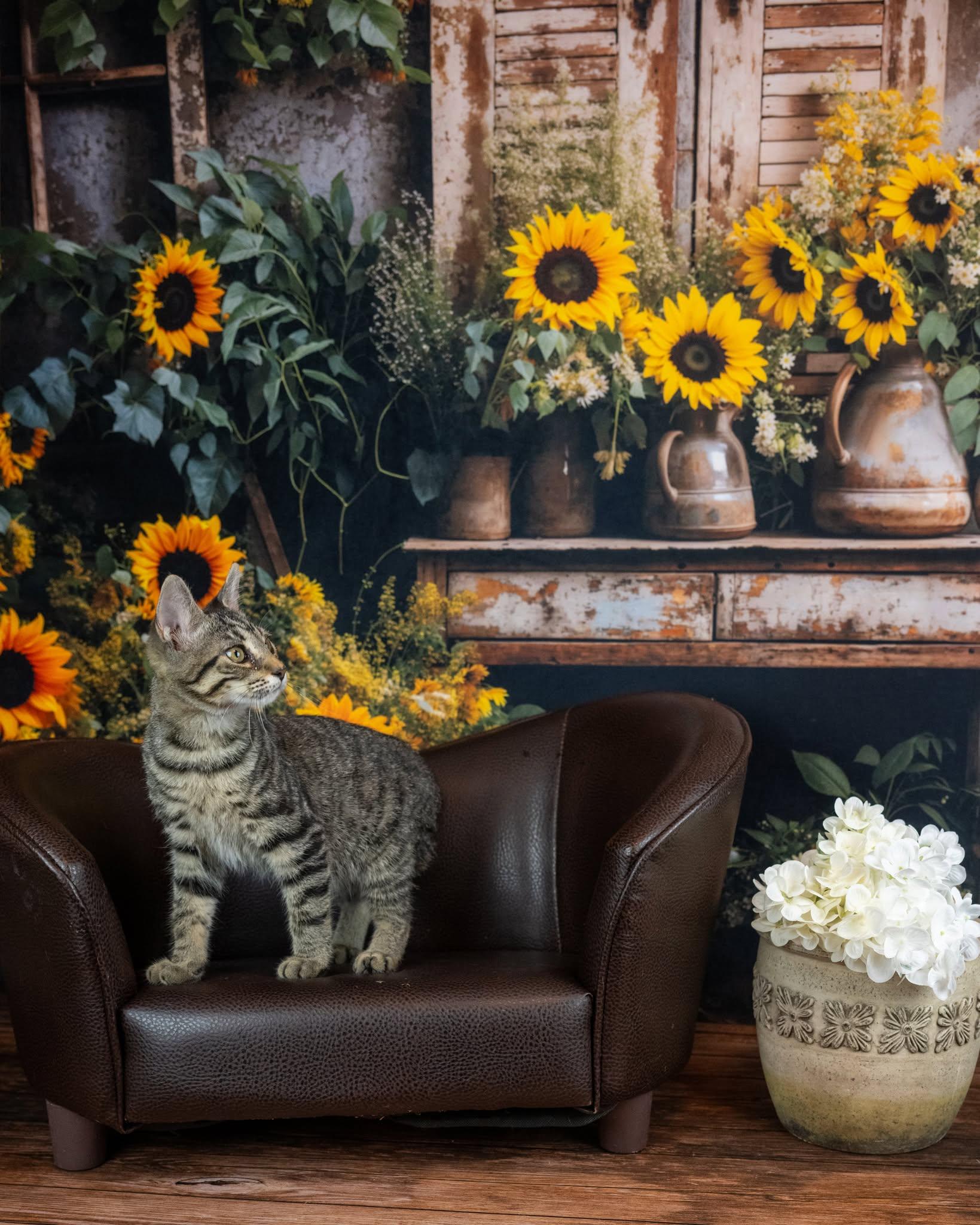 Enlarge Waffles, a Adoptable Domestic Short Hair in Lapeer, MI image 3/5