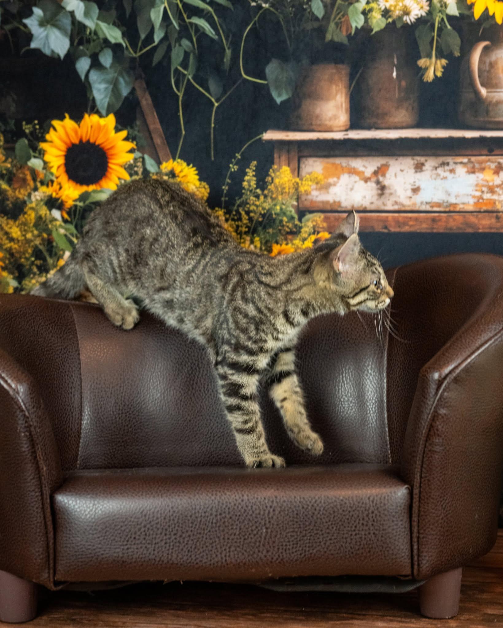 Enlarge Waffles, a Adoptable Domestic Short Hair in Lapeer, MI image 2/5