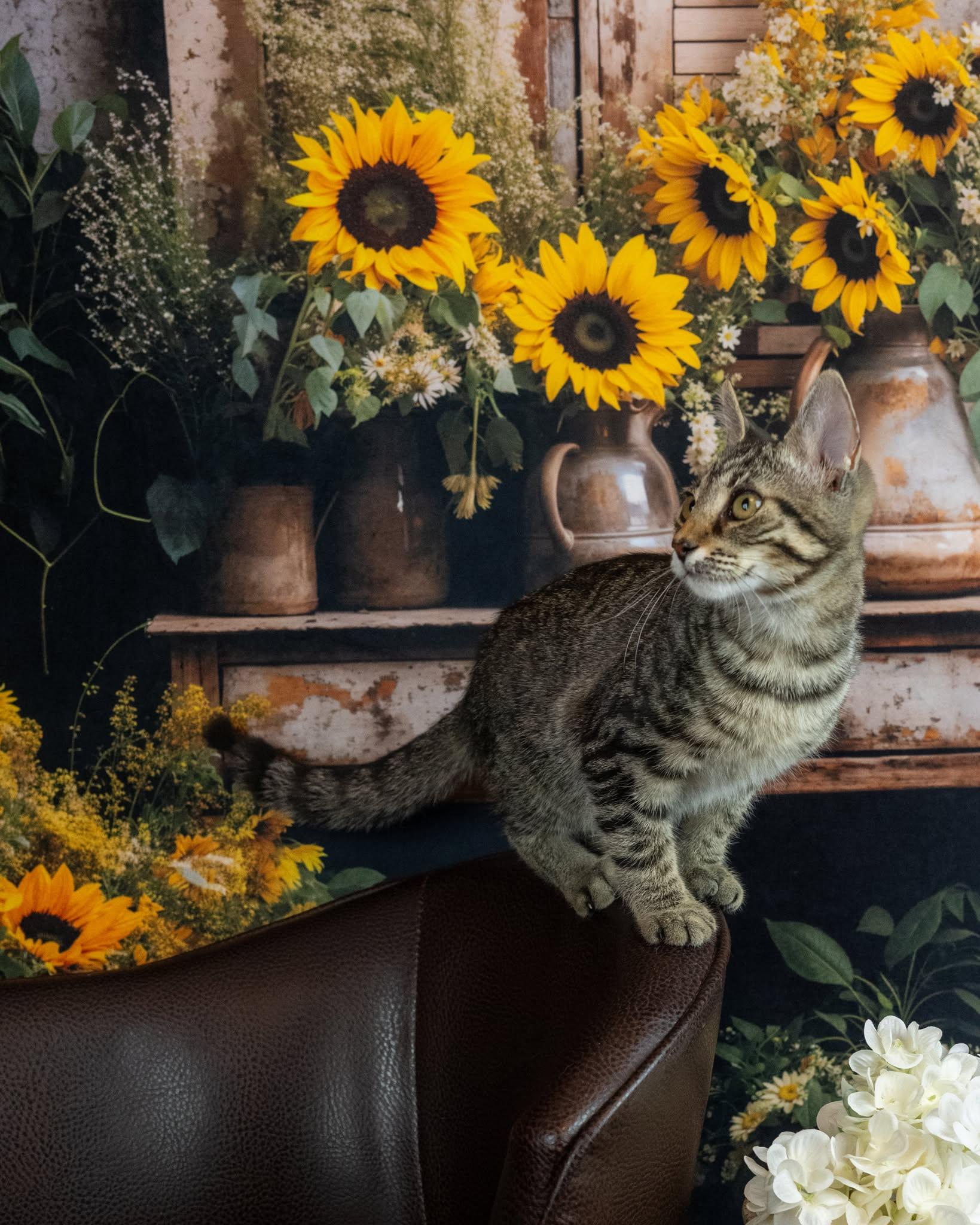 Enlarge Waffles, a Adoptable Domestic Short Hair in Lapeer, MI image 1/5