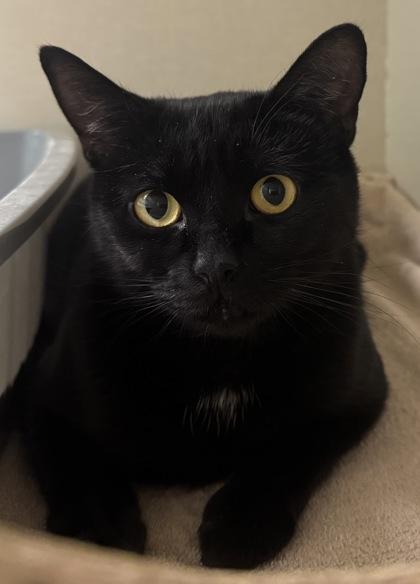 Sarah, Adoptable, Adult Female Domestic Short Hair & Domestic Short Hair.