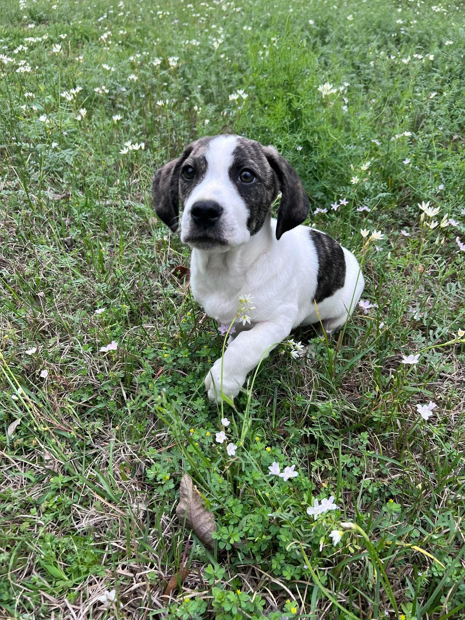 Enlarge Cottage, a Adoptable mixed breed in New Baltimore, MI image 2/4