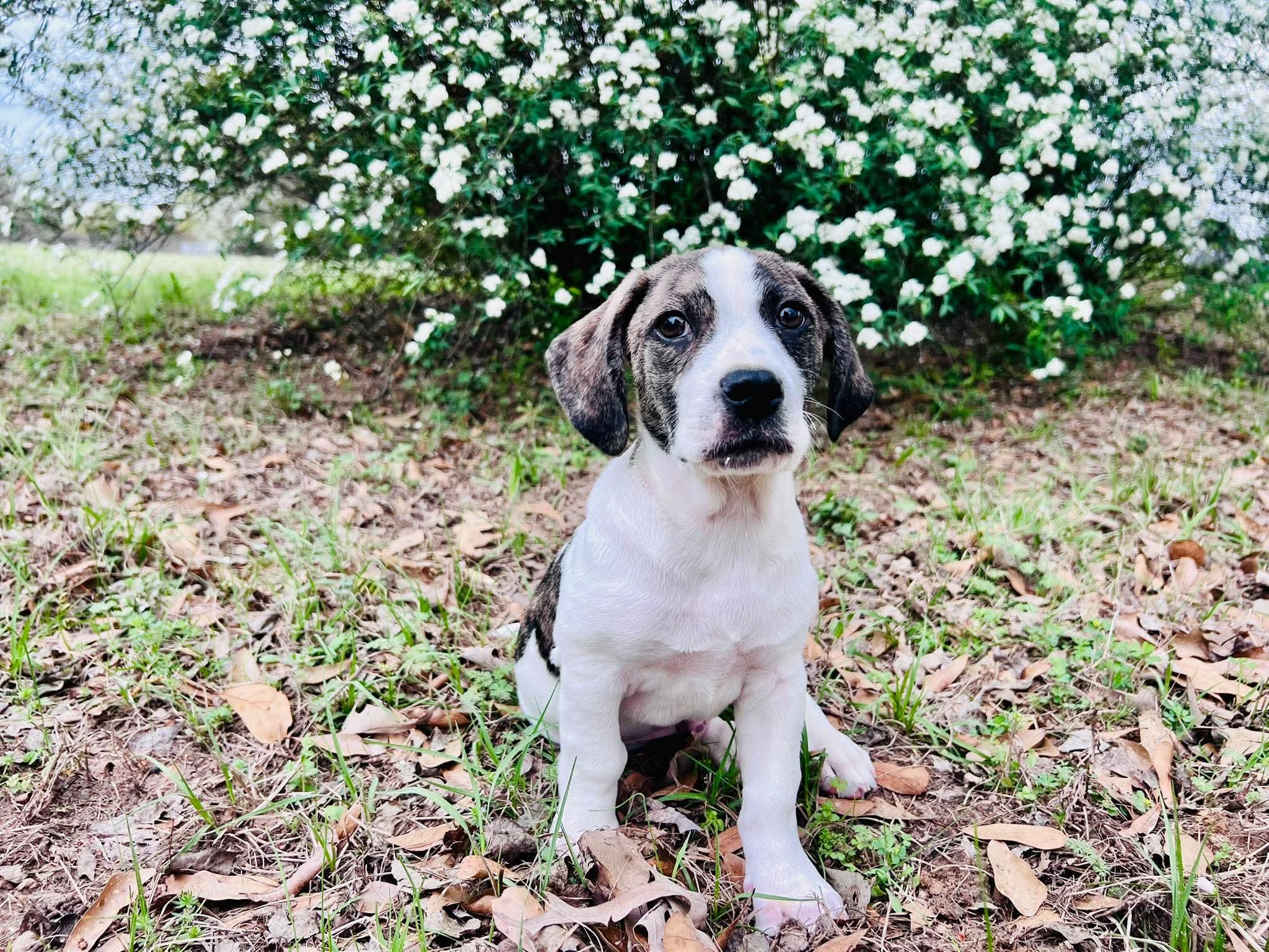 Enlarge Cottage, a Adoptable mixed breed in New Baltimore, MI image 1/4