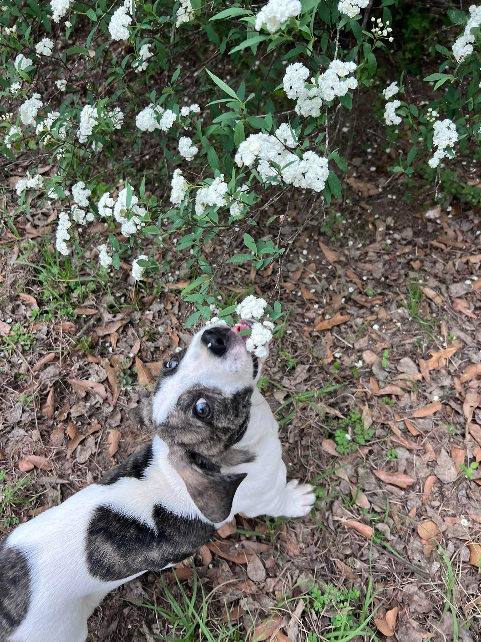 Enlarge Cottage, a Adoptable mixed breed in New Baltimore, MI image 3/4