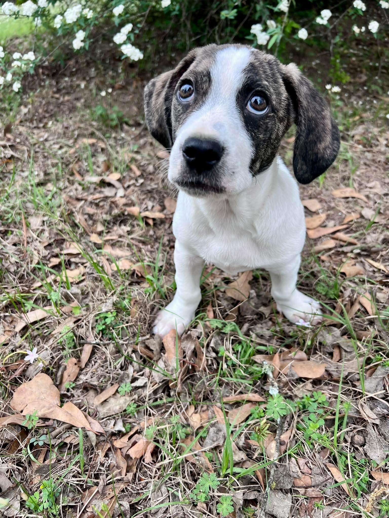 Enlarge Cottage, a Adoptable mixed breed in New Baltimore, MI image 4/4