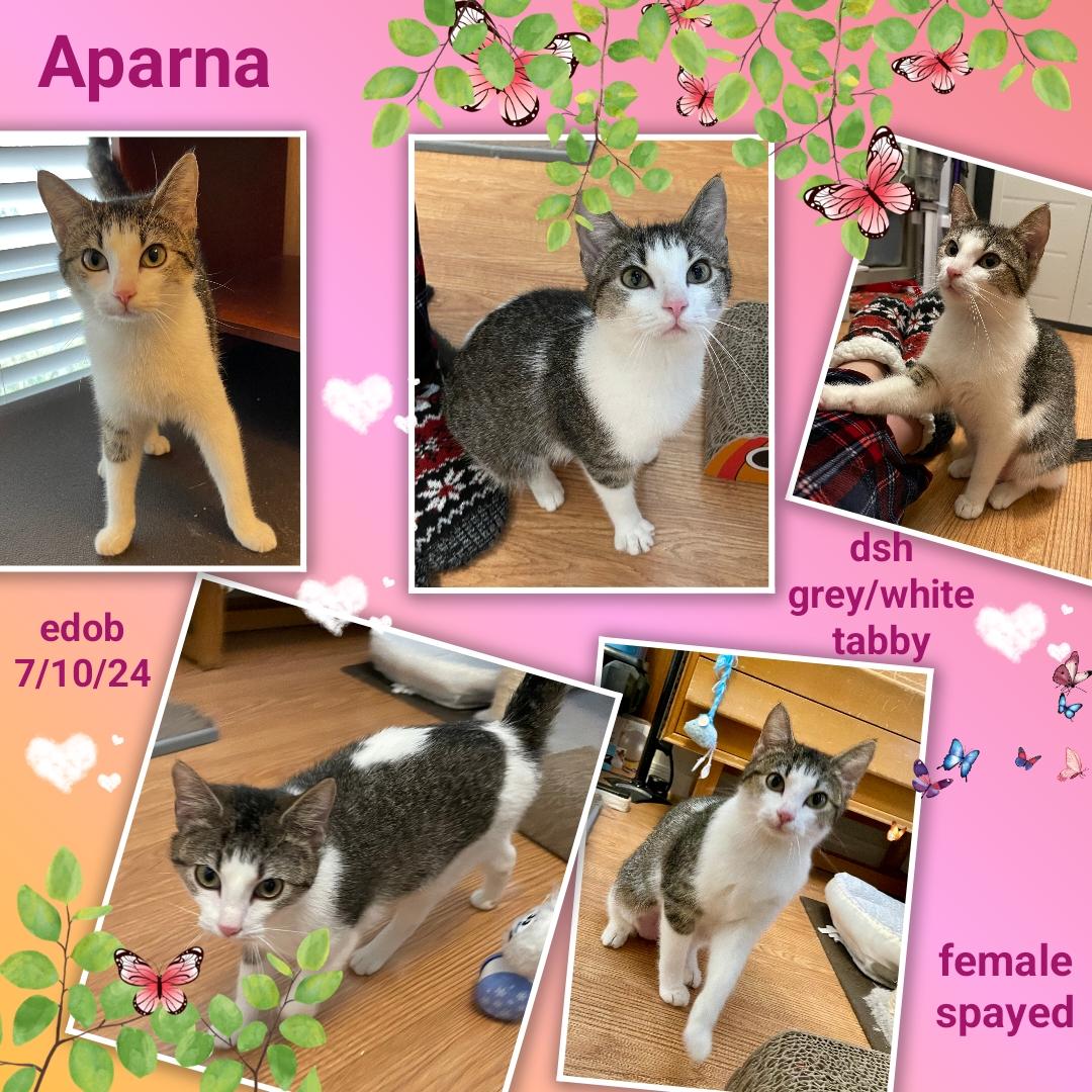 Enlarge Aparna WA13699-T, an adoptable mixed breed in Bellevue, WA image 2/6