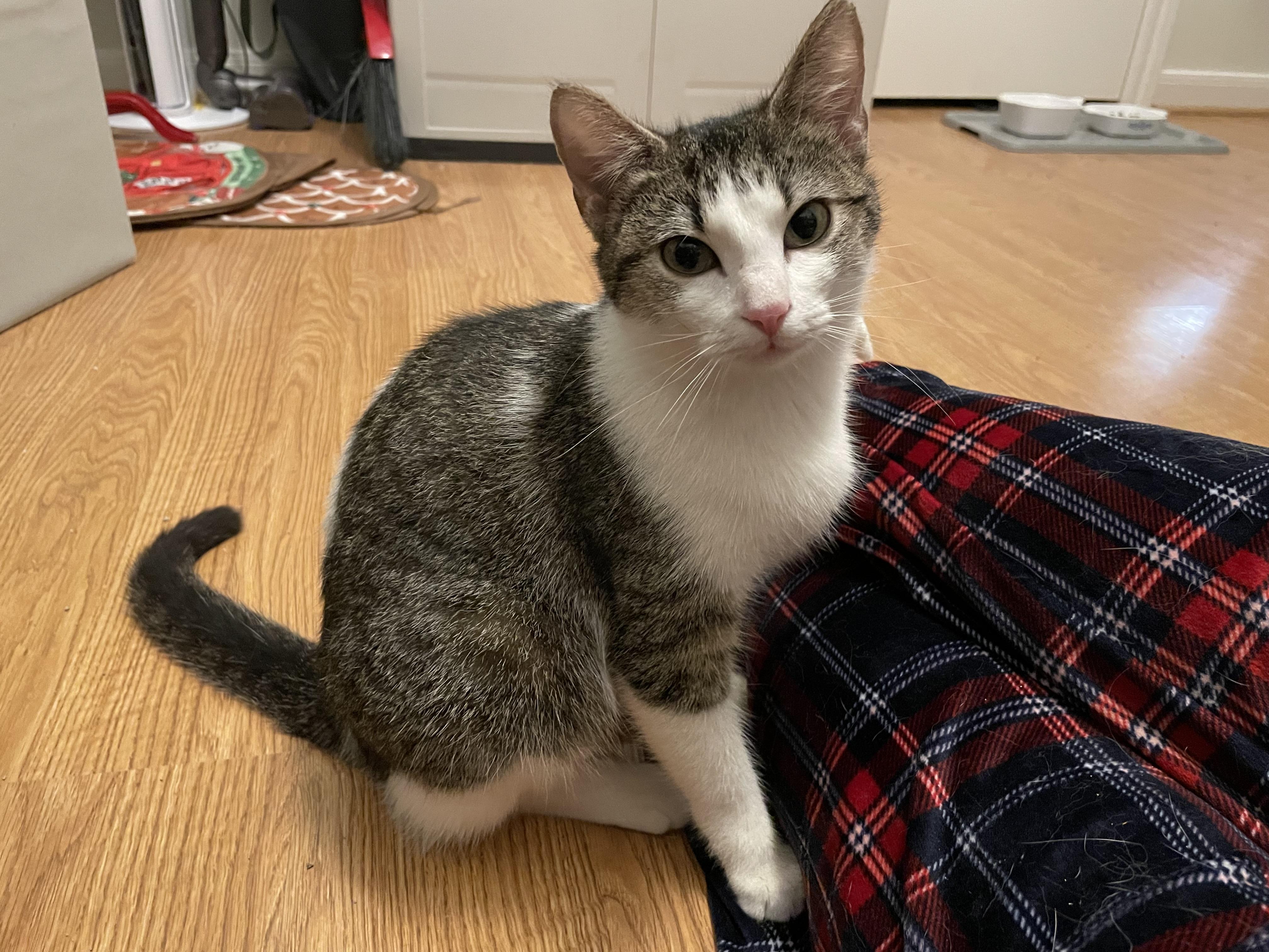 Enlarge Aparna WA13699-T, an adoptable mixed breed in Bellevue, WA image 3/6