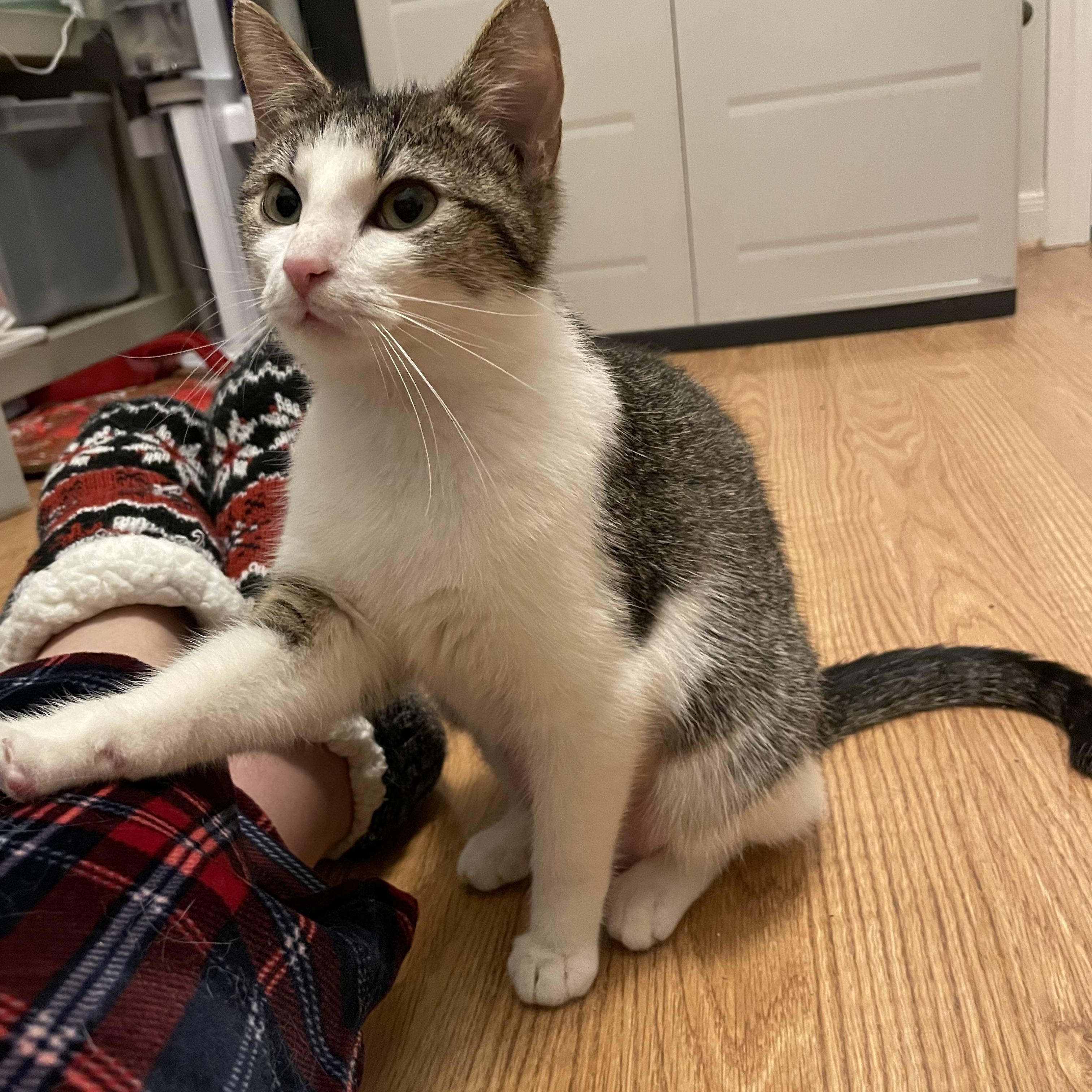 Aparna WA13699-T, adoptable, Adult Female Domestic Short Hair.