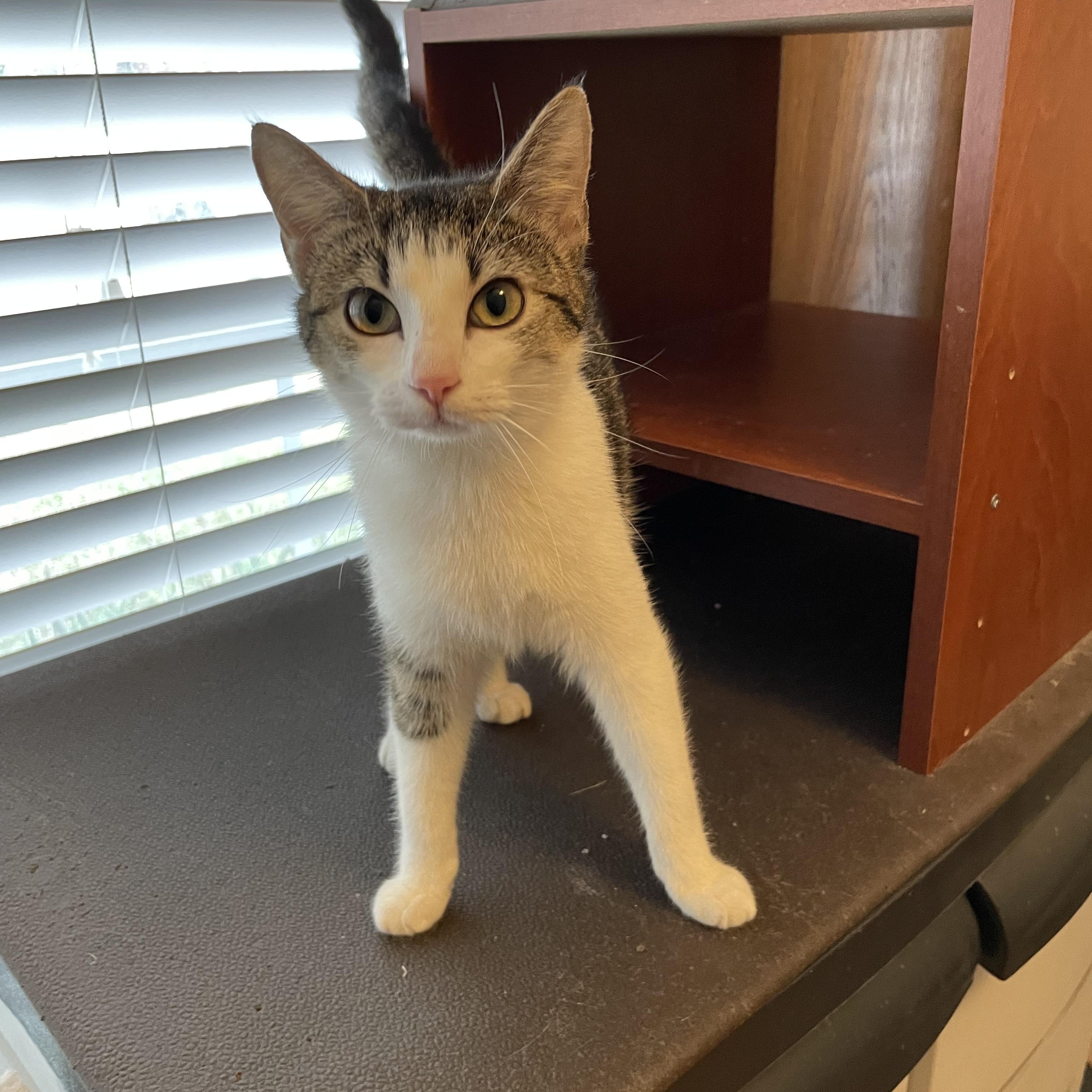 Enlarge Aparna WA13699-T, an adoptable mixed breed in Bellevue, WA image 4/6