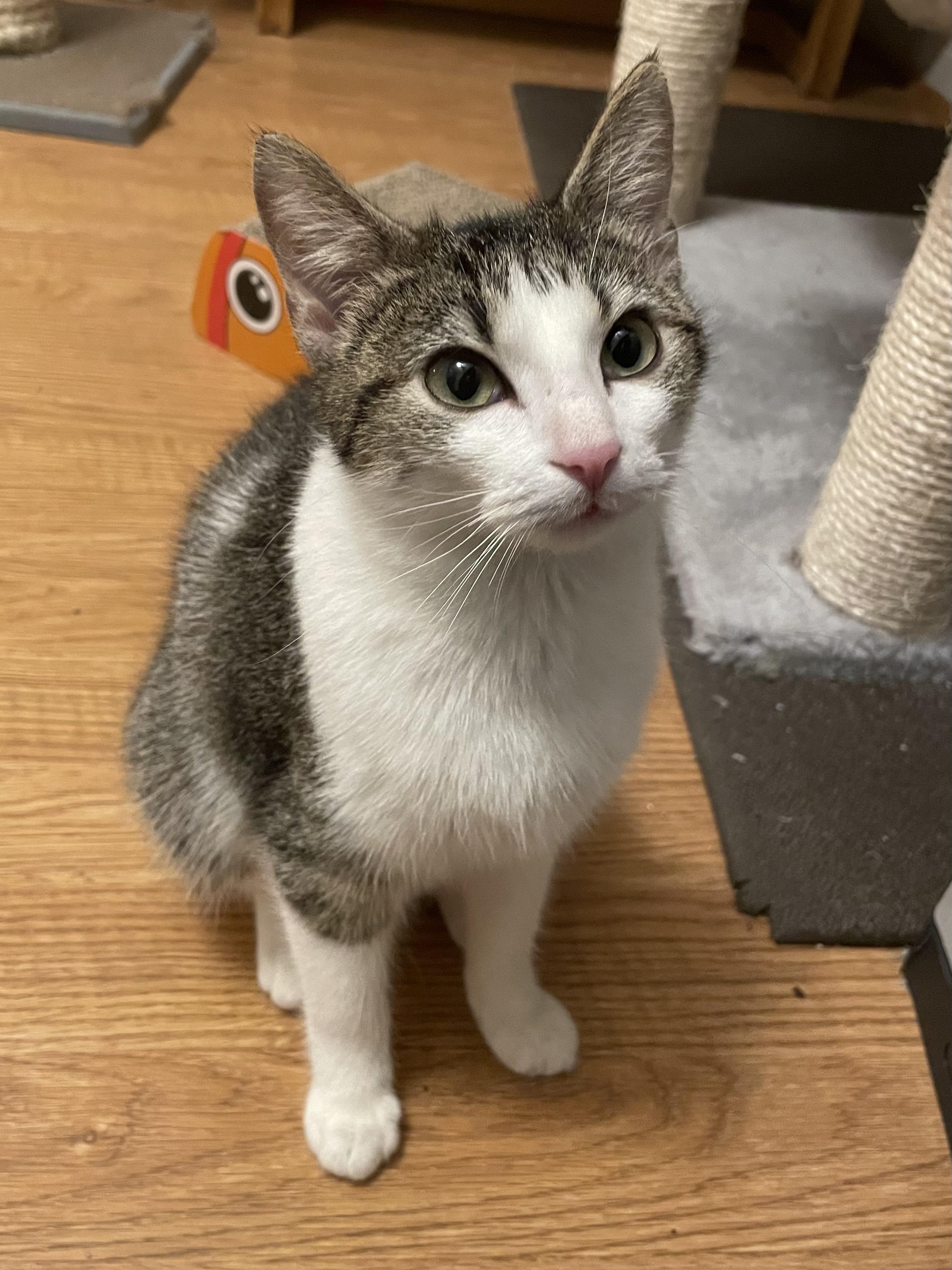 Enlarge Aparna WA13699-T, an adoptable mixed breed in Bellevue, WA image 5/6