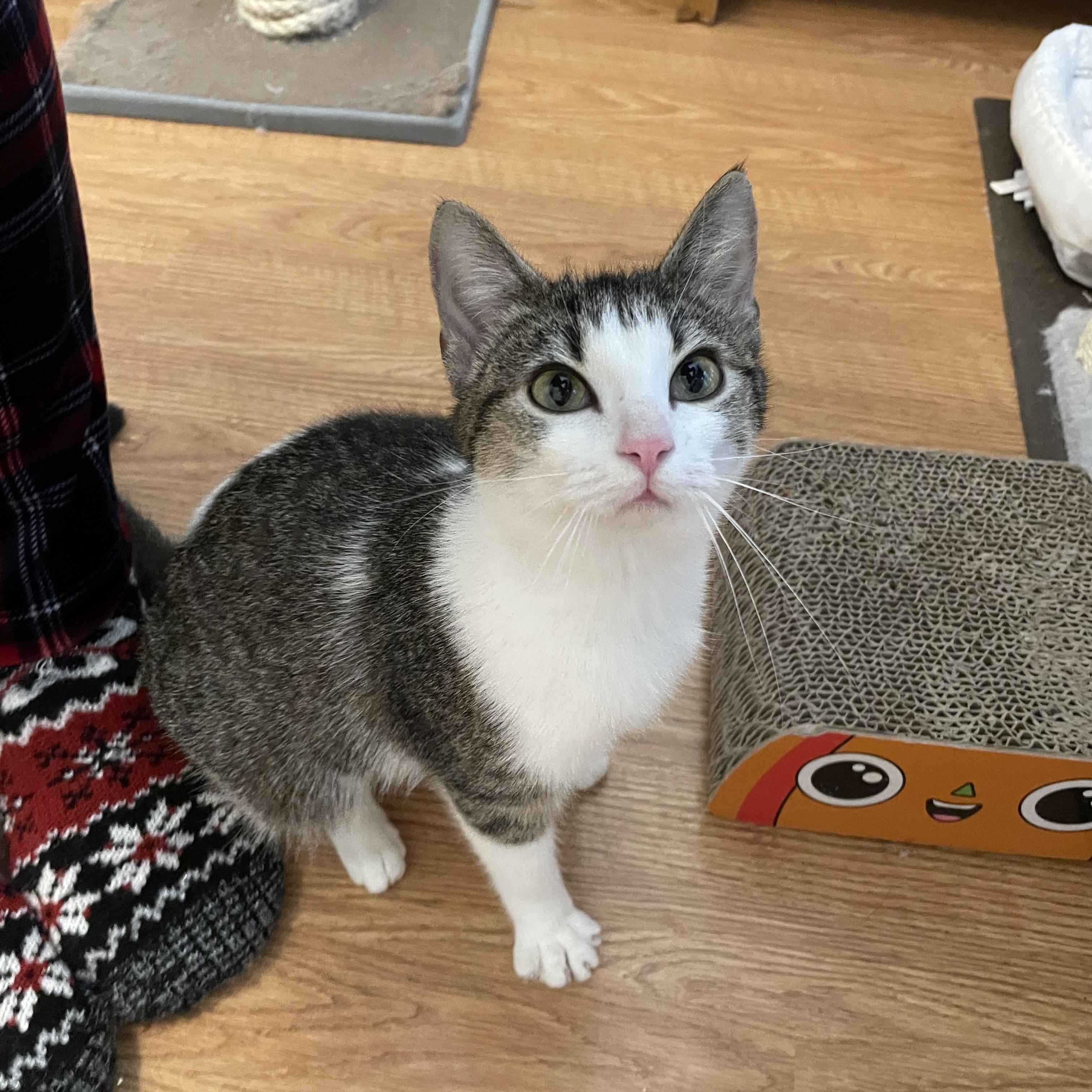 Enlarge Aparna WA13699-T, an adoptable mixed breed in Bellevue, WA image 6/6