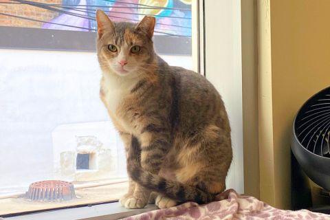 Kalani, ADOPTABLE, Adult Female Domestic Short Hair.