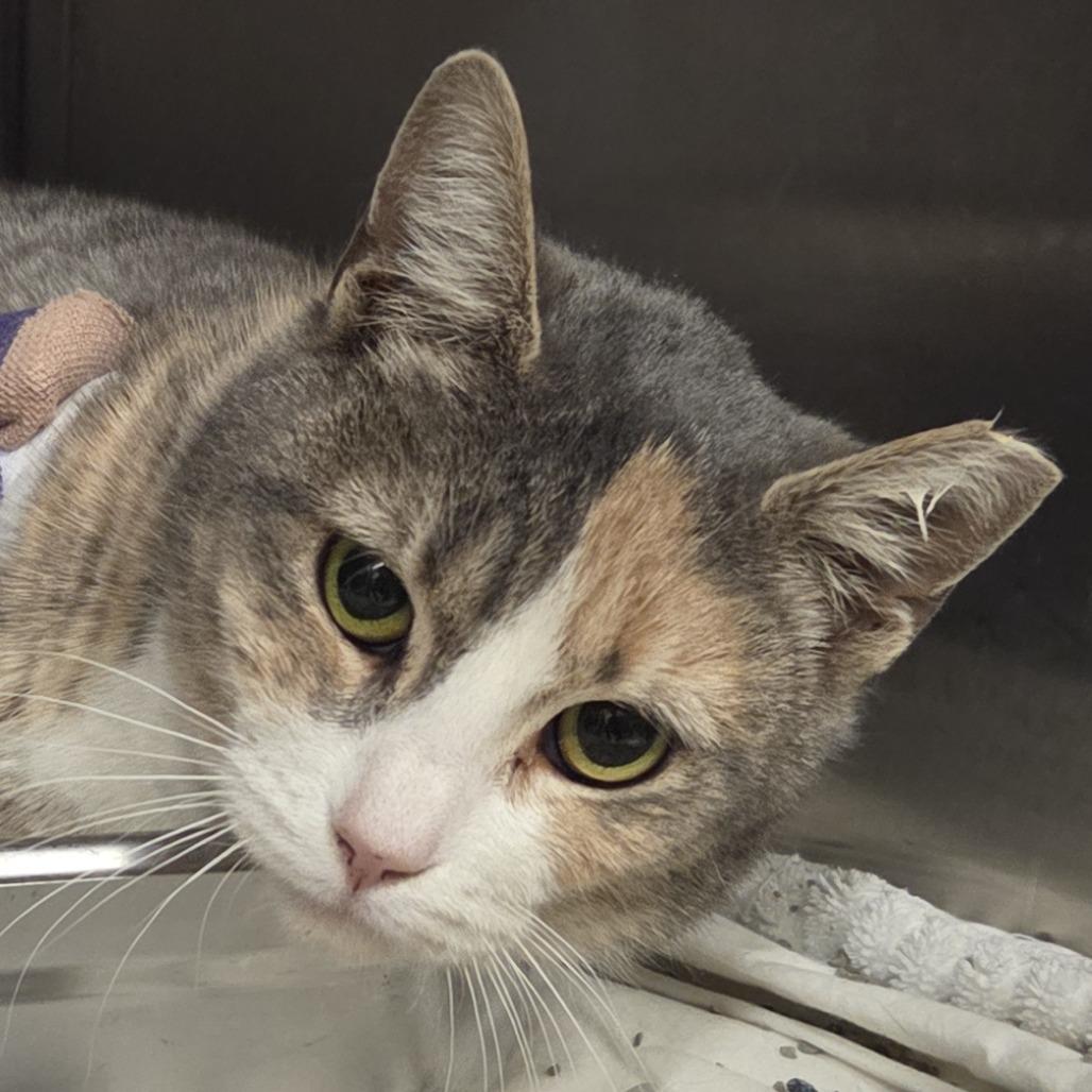 Kalani, ADOPTABLE, Adult Female Domestic Short Hair.