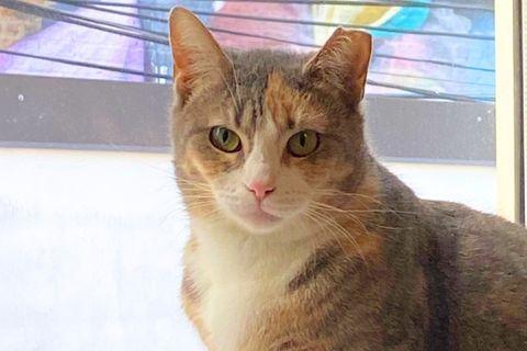 Kalani, a ADOPTABLE Domestic Short Hair in Chicago, IL image 2/6
