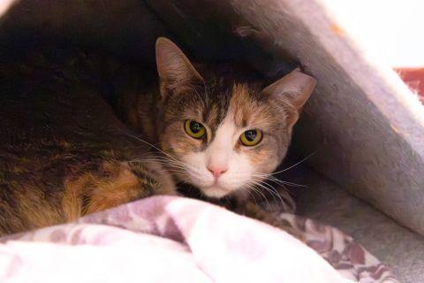 Kalani, a ADOPTABLE Domestic Short Hair in Chicago, IL image 4/6