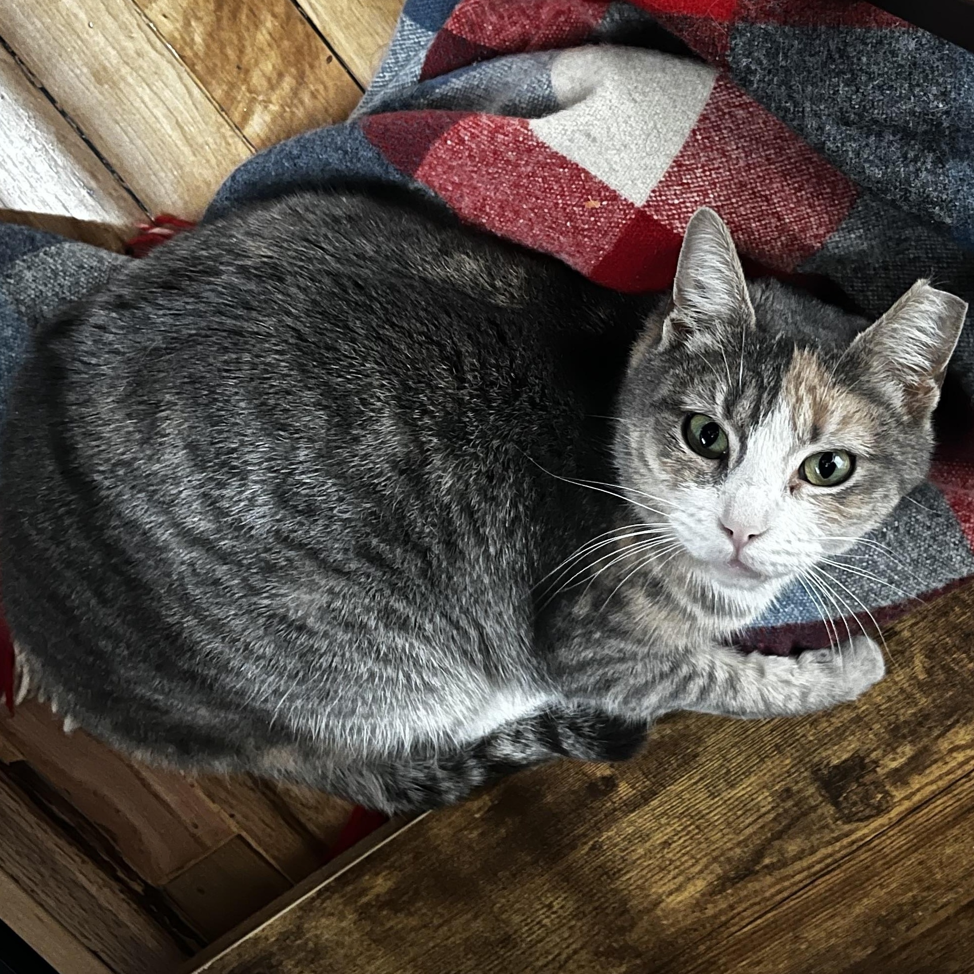 Enlarge Kalani, a ADOPTABLE Domestic Short Hair in Chicago, IL image 1/3