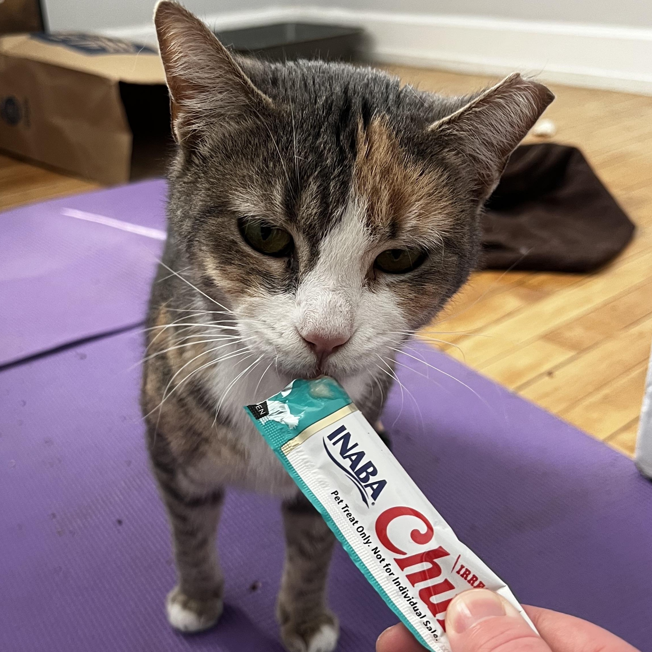 Enlarge Kalani, a ADOPTABLE Domestic Short Hair in Chicago, IL image 2/3