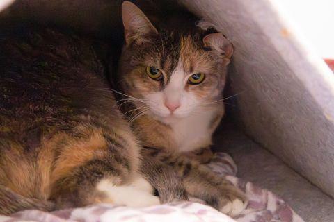 Kalani, a ADOPTABLE Domestic Short Hair in Chicago, IL image 3/6
