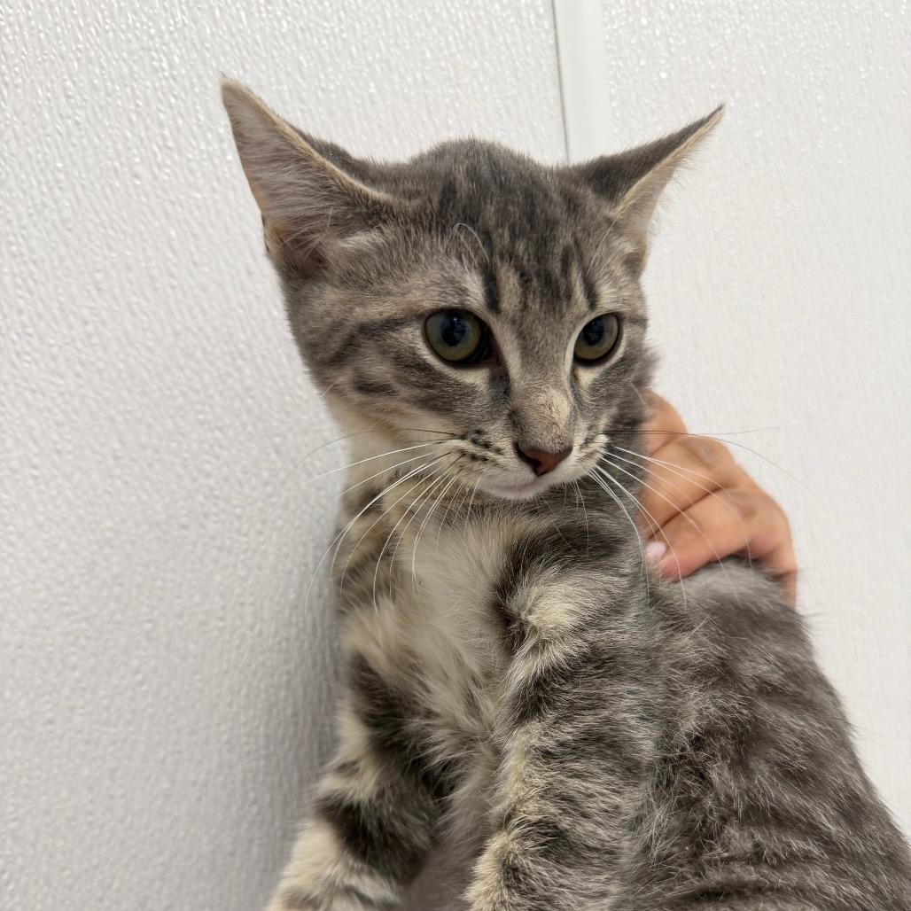 Moon, Adoptable, Kitten Female Domestic Short Hair.